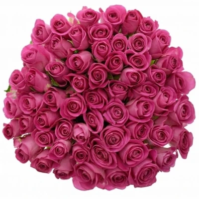 Fialová růže H3O 50cm