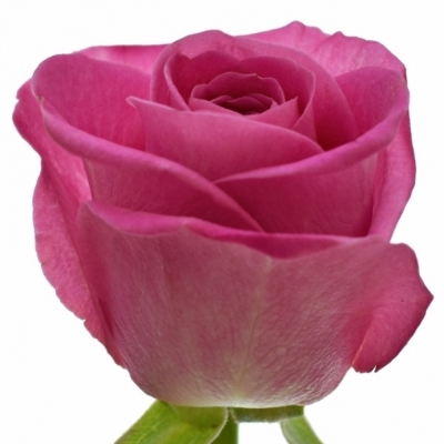 Růžová růže H3O 60cm (M)