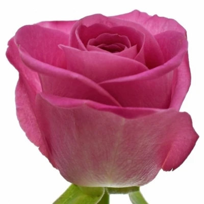 Růžová růže H3O 50cm (M)