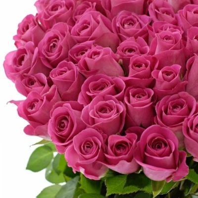 Fialová růže H3O 50cm