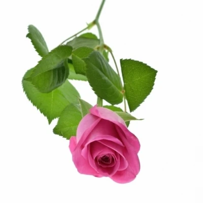 Fialová růže H3O 50cm