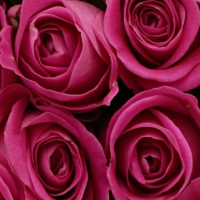 Fialová růže H3O 50cm