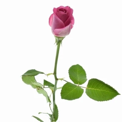 Fialová růže H3O 50cm