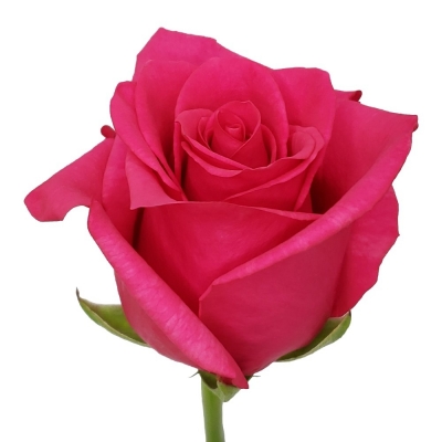 Fialová růže HOT EXPLORER 90cm (XXL) EQ SUPER