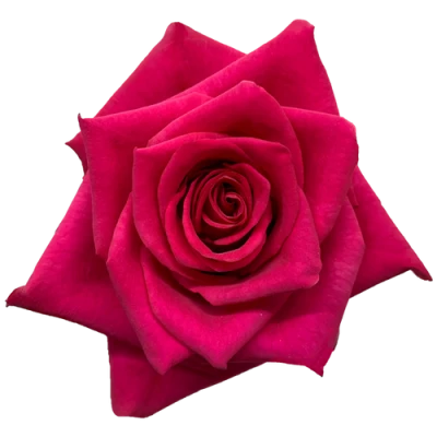 Fialová růže HOT EXPLORER