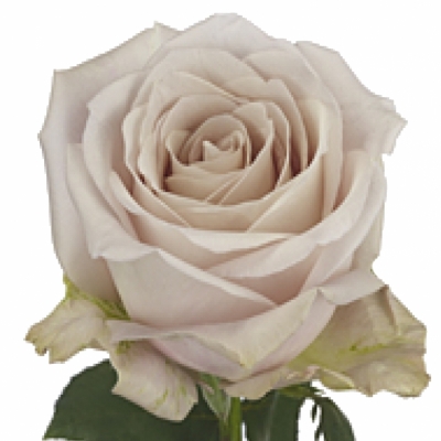 Fialová růže LA VIDA LOCA 70 cm (XL)