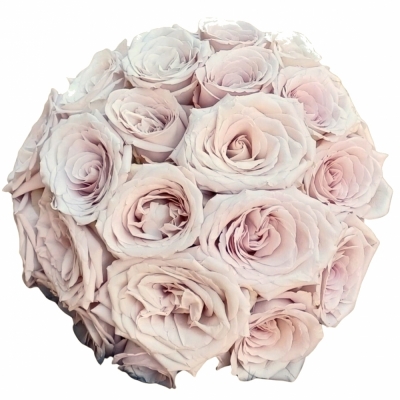 Fialová růže LA VIDA LOCA