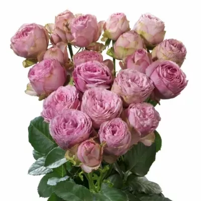 Fialová růže trsová LAVENDER LACE 40 cm / 3+