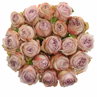 Fialová růže LILAC WONDER 50cm (XL)