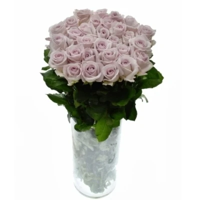 Fialová růže LOVELY AQUA!