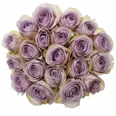 Fialová ruža LULLABY 60cm (L)