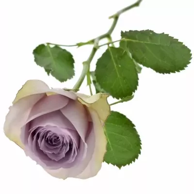 Fialová růže LULLABY 60cm (L)