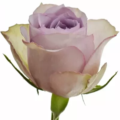 Fialová růže LULLABY 70cm (M)