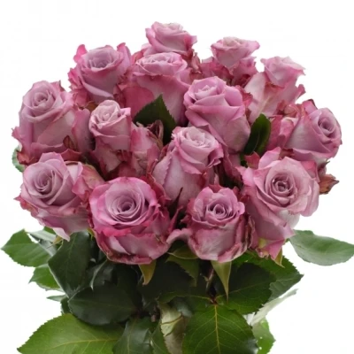 Fialová růže MARITIM