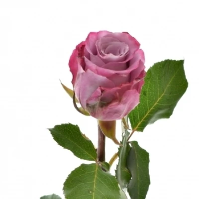 Fialová růže MARITIM