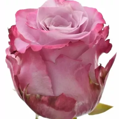 Fialová růže MARITIM
