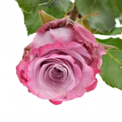 Fialová růže MARITIM