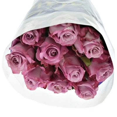 Fialová růže MARITIM