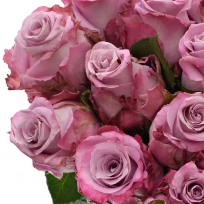 Fialová růže MARITIM