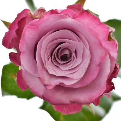 Fialová růže MARITIM