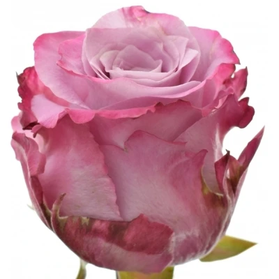 Fialová růže MARITIM 50cm (L)