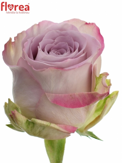 Fialová růže MEMORY LANE! 60cm (M)