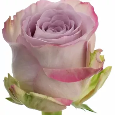 Fialová ruža MEMORY LANE! 40cm (M)