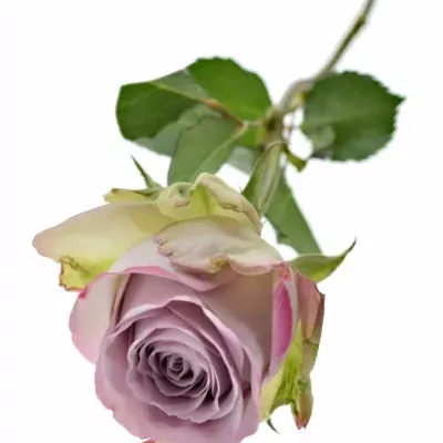 Fialová růže MEMORY LANE! 40cm (L)