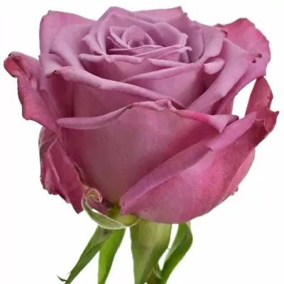 Fialová růže MOODY BLUES 70cm (XL)
