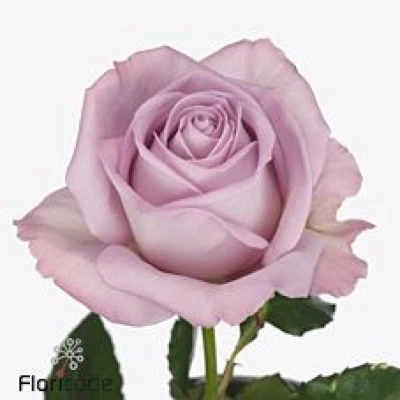 Fialová růže NAYELI! 40cm (XXL)