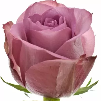 Fialová růže NEW ORLEANS 60cm (XL)