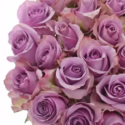 Fialová růže NIGHTINGALE! 70cm