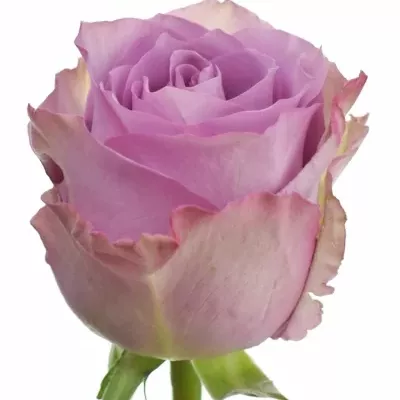 Fialová ruža NIGHTINGALE! 50cm (L)