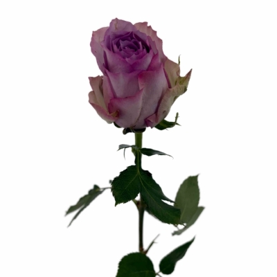 Fialová růže NOVA ZEMBLA