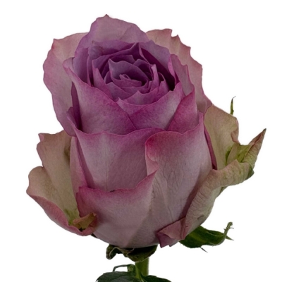 Fialová růže NOVA ZEMBLA+ 60 cm (XXL)