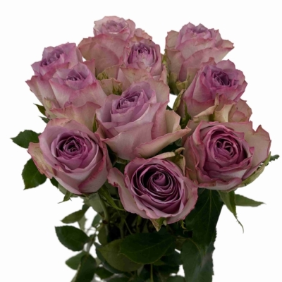 Fialová růže NOVA ZEMBLA