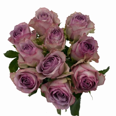 Fialová růže NOVA ZEMBLA