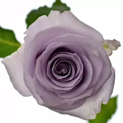 Fialová růže OCEAN SONG 70cm (XXL)