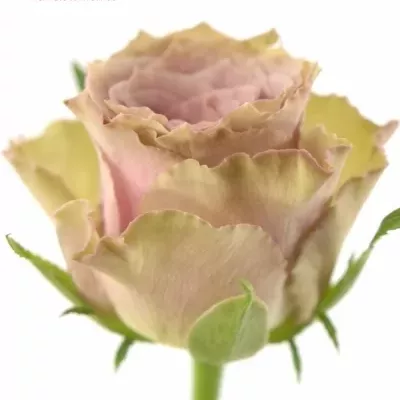 Fialová růže OLD DUTCH 35cm (S)