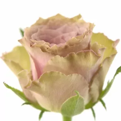 Fialová růže OLD DUTCH 60cm