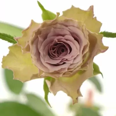 Fialová růže OLD DUTCH 60cm