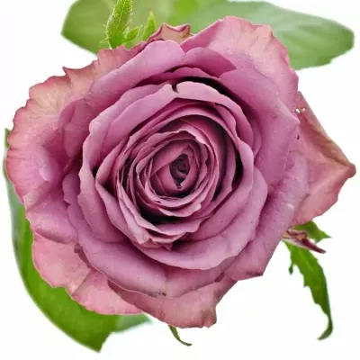 Fialová růže OSMOSIS 50cm (L)