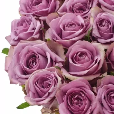 Fialová růže OSMOSIS 50cm (L)