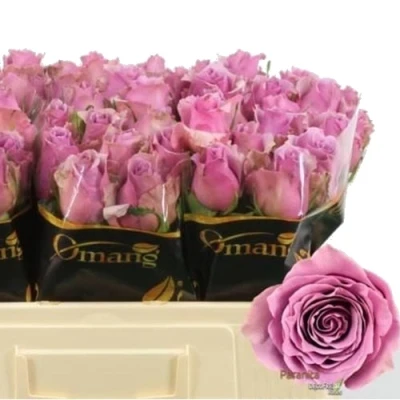 Fialová růže PARANITA