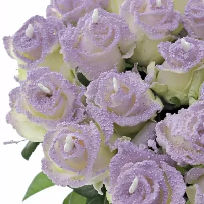 Fialová růže PEARL VIOLET LOVE 60cm (L)