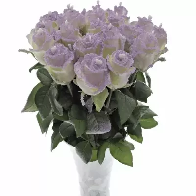 Fialová růže PEARL VIOLET LOVE 60cm (L)