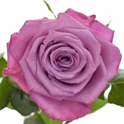 Fialová růže PRINCE OF PERSIA 70cm (L)