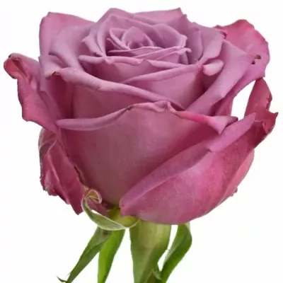Fialová růže PRINCE OF PERSIA 70cm (L)
