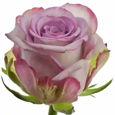 Fialová růže PURPLE JET 40cm (L)