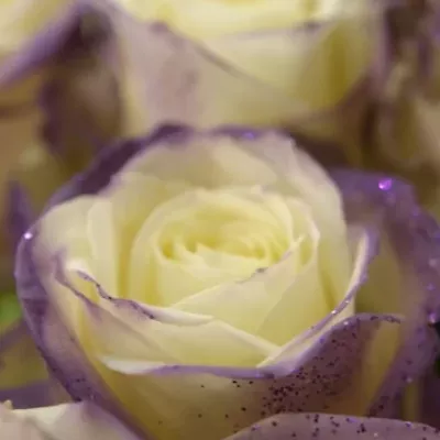 Fialová růže PURPLE SATIN